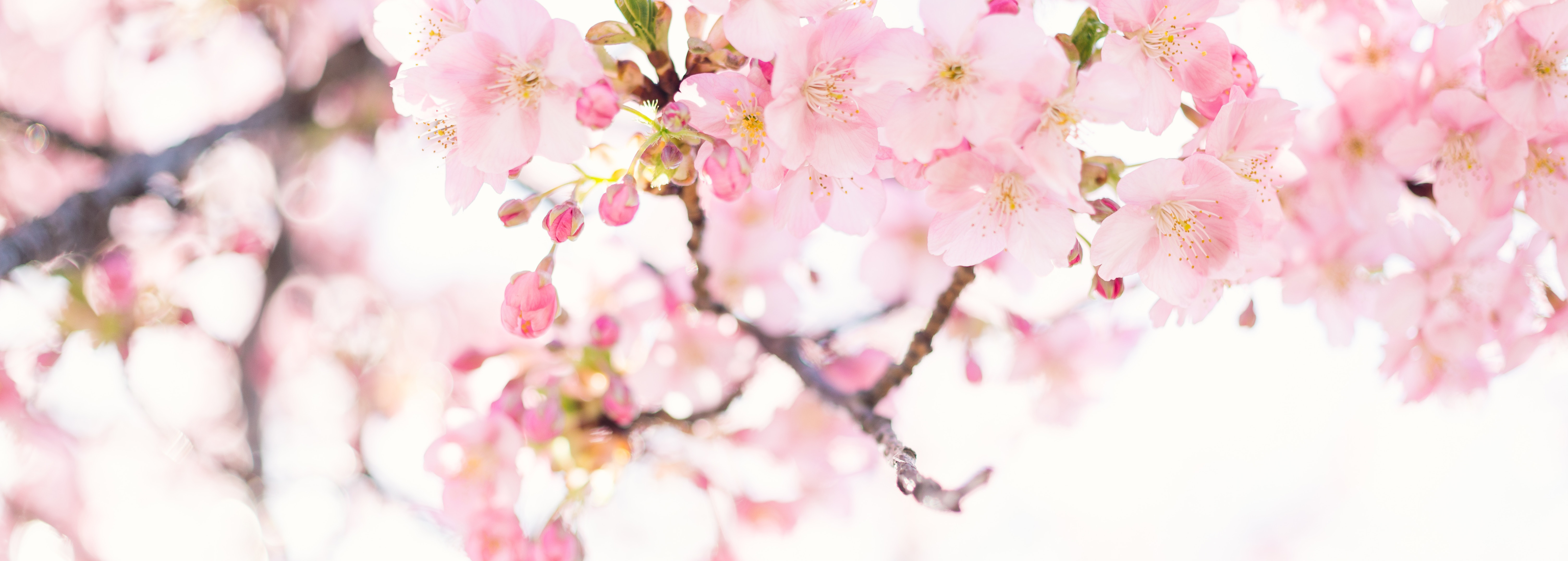 Photo by Masaaki Komori 